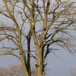 walter reeves pruning calendar - Arborist climbs a large bare tree against sky